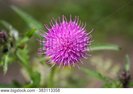 Thistle Flower Carduus Acanthoides Close-up, Purple-pink Flower With Selective Focus, Small Depth Of