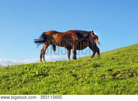 Wild Horses Like Mustangs Graze On Clean Alpine Meadows. Blooming Meadows Against The Backdrop Of Be