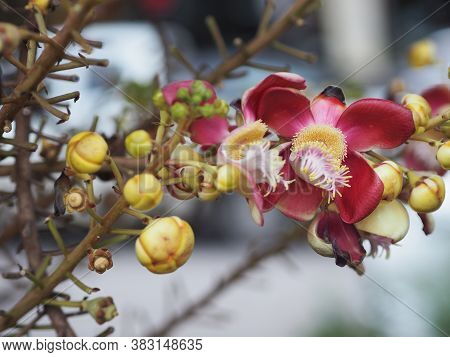 Shorea Robusta, Dipterocarpaceae, Couroupita Guianensis Aubl., Sal Blooming In Garden On Blurred Nat