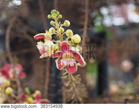 Shorea Robusta, Dipterocarpaceae, Couroupita Guianensis Aubl., Sal Blooming Pink Flower In Garden On