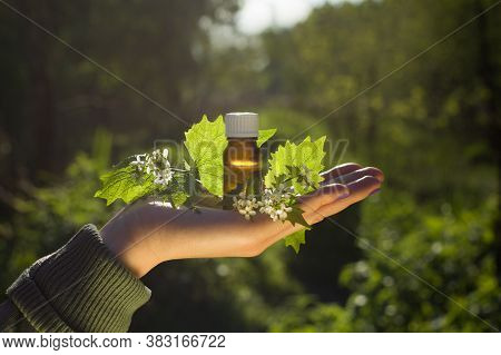 Hand With Aroma Oil In Bottle. Bach Flower Essence And Blooming Nettle.