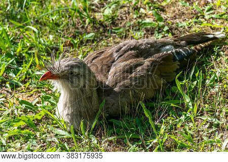 Closeup Of A Red-legged Seriema (cariama Cristata) Cowering In The Grass