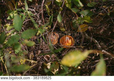 Forest Mushrooms Toadstools And Toadstools. Poisonous Mushroom. Forest Mushrooms Toadstools And Toad
