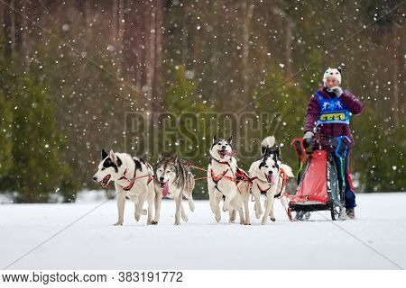 Verkhoshizhemye, Russia - 03.07.2020 - Husky Sled Dog Racing. Koltco Fortuny - Winter Dog Sport Sled