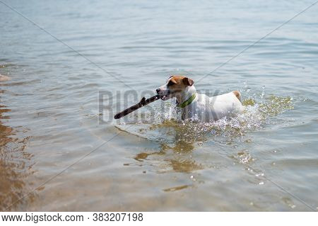 The Dog Swims With A Stick In Its Mouth. Jack Russell Terrer Executes The Apport Command.
