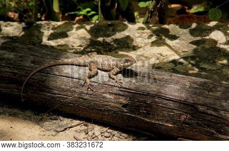 Conde, Bahia / Brazil - Setembro 15, 2012: Gecko Is Seen In A Garden In The City Of Conde. *** Local