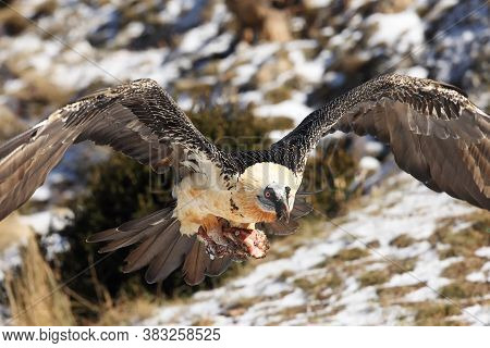 The Bearded Vulture (gypaetus Barbatus), Also Known As The Lammergeier Or Ossifrage Flying With A La