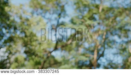 Bokeh view of tree bark from bottom with clear blue sky under sunlight