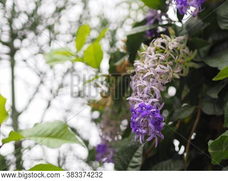 Sandpaper Vine Purple Wreath Flower Bunch Purple Bouquet Of Five Petals Like A Five Pointed Petal Bl