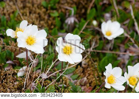 Small White Flowers Of Dryas Tenella In The Wild Highlands
