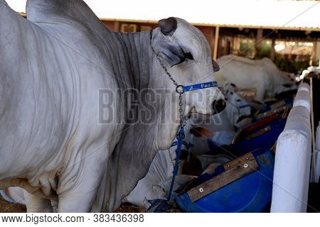 Salvador, Bahia / Brazil - November 29, 2015: Nellore Cattle Are Seen During An Agricultural Exhibit