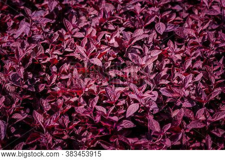 Aerva Sanguinolenta (l.) Blume Or Amaranthaceae, Red Leaf Background Beautiful In The Garden And Use