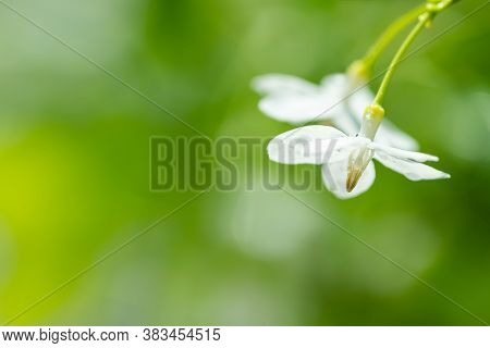 Tropical White Flower With Names Water Jasmine With Nature Blurred Background.