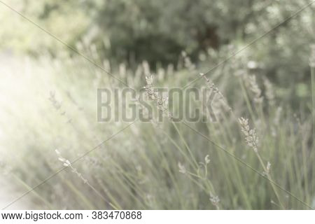 Bunches Of Dried And Wilted Lavender On Blurred Grey Leaves Background In Havest Season