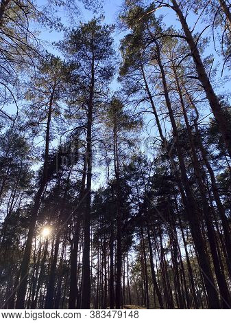 Landscape . View Upwards At The Crowns Of Trees At Sunset. Tops Of Trees Against A Blue Sky. Sunligh
