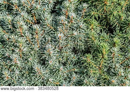 Closeup Green Leaves Of Decorative Evergreen Coniferous Tree Canadian Spruce Picea Glauca With Drops