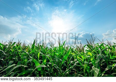 Corn Planted In Corn Field And Blue Sky.