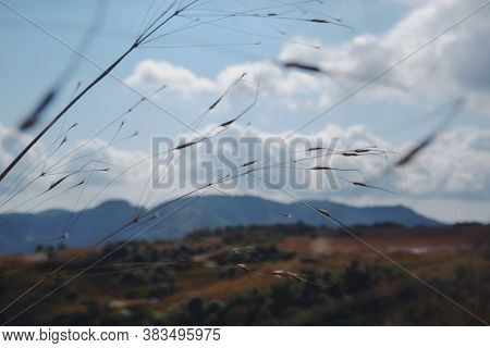 Close Up Of Twigs On Land Against Sky