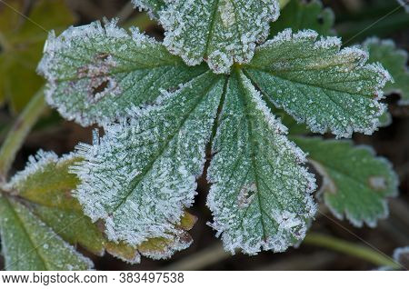 Leaves covered with frost in the Guara mountains. Huesca. Aragon. Spain.