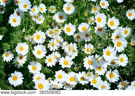 Natural Background With White Daisy Flowers On A Sunney Day. Selective Focus