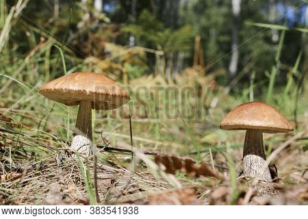 Edible Mushroom Brown Cap Boletus (leccinum Scabrum) With A Brown Cap Among The Grass In A Summer Fo