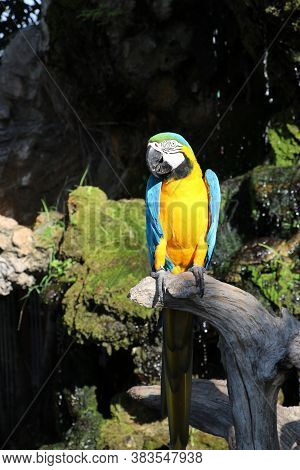 Macaw Bird Perched On The Dry Timber With Nature Background. It Is A Large Long-tailed Parrot With B
