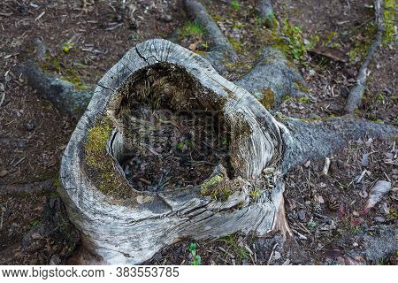 Hollow Chopped Tree Or Stump Close Up With Selective Focus On The Edge