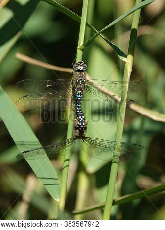 Migrant Hawker Dragonflies (aeshna Mixta) Coupled Up
