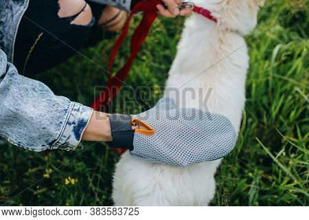 Woman Combing Out Puppy Fur With Special Glove In Summer Park. Person Grooming And Brushing Cute Whi