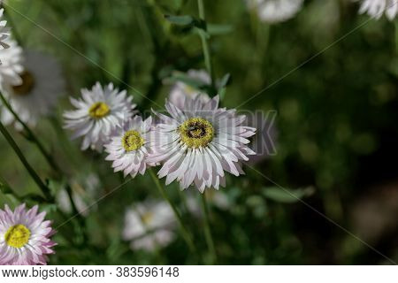 Flowers Of Helipterum Roseum Plants
