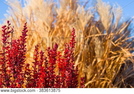 Purple Leaves On Bush Of Thunbergs Barberry, Berberis Thunbergii, The Japanese Barberry, Or Red Barb