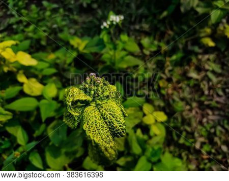 Ageratum Conyzoides Is Native To Tropical America, Especially Brazil, And Considered An Invasive Wee