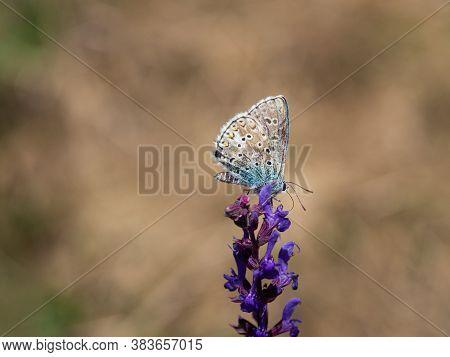Adonis Blue Male (polyommatus Bellargus) Butterfly On Blooming Plant In Summer Meadow