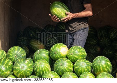 Several Watermelons Are Poured For Sale. From The Dark Depths Of The Room, The Seller Carries One Wa