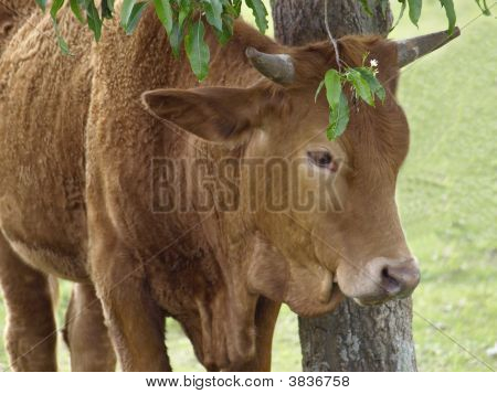 Brown Cow