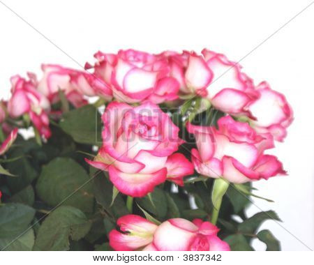 Rosas