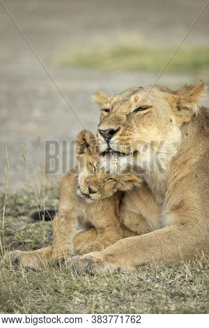 Lioness And Her Lion Cub Lying Down On Dry Grass In Ndutu In Tanzania