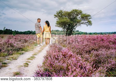 Blooming Heather Field In The Netherlands Near Hilversum Veluwe Zuiderheide, Blooming Pink Purple He