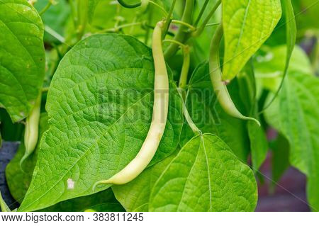 Ripe Yellow-green Long Beans Hanging On Plant In Garden