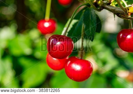 New Harvest Of Red Ripe Sour Kriek Cherry