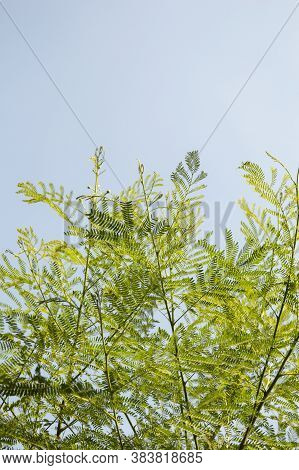 Fresh Green Acacia Leaves On Blue Sky