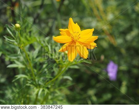 Mexican Aster, Compositae , Cosmos Bipinnatus Yellow Flower Blooming In Garden On Nature Baclground