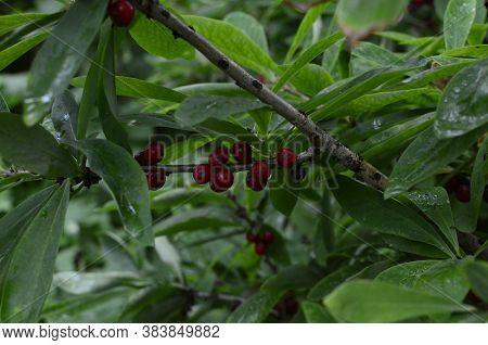 Berries Of The Wolf's Bast Plant. Daphne Mezereum. Large Planks Of Red Poisonous Berries.