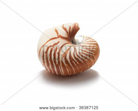 Nautilus