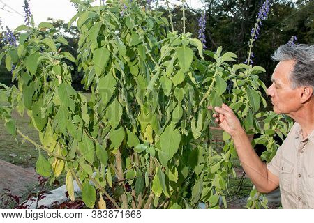 Biologist Examine The Leaves Of A Boldo Plant/tree That Are Used For Medicine And Found Throughout C
