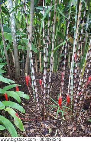 Costus Stenophyllus Or Bamboo Ginger In Flower In Tropical Rainforest Garden, North Queensland