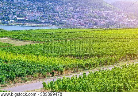 Vineyards Green Fields Landscape With Grapevine Rows On Hills In Rhine Gorge River Rhine Valley, Rhe
