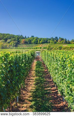 Agriculture Tractor Working In Rows Of Vineyards Green Fields With Grapevine Trellis On River Rhine 