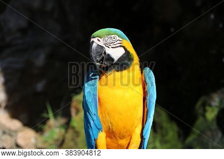 Macaw Bird Perched On The Dry Timber With Nature Background. It Is A Large Long-tailed Parrot With B