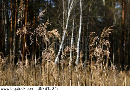 Close-up Of Reeds Along A Small Lake In Autumn